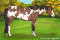 Horse Color:White Spotted Bay Frame Rabicano 