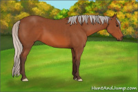 Horse Color:Silver Bay 