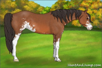 Horse Color:Bay Sabino 