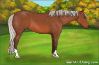 Horse Color:Silver Bay 