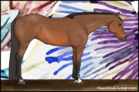 Horse Color:Bay Sabino 