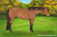 Horse Color:Bay Sabino 