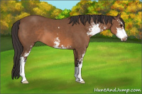 Horse Color:Bay Sabino