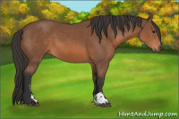 Horse Color:Bay Sabino