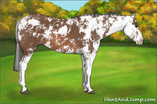Horse Color: Bay Sabino 