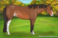 Horse Color:Bay Sabino 