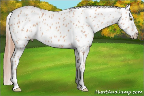 Horse Color: Gold Champagne Near Leopard 