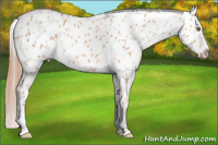 Horse Color:Gold Champagne Appaloosa 