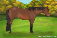 Horse Color:Bay Sabino 