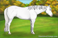 Horse Color:Silver Classic Champagne Dun Splash Frame Appaloosa Rabicano 
