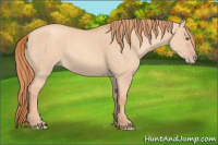 Horse Color:Gold Champagne Dun 