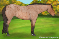Horse Color:Bay Roan 