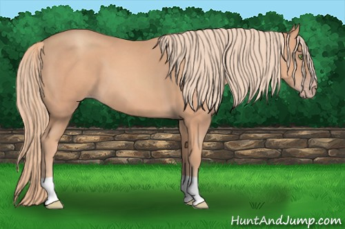 Horse Color: Gold Champagne 