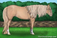 Horse Color:Gold Champagne 