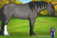 Horse Color:Brown Dun Rabicano 