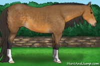 Horse Color:Buckskin 