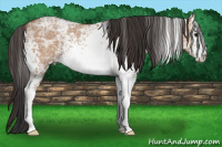 Horse Color:White Spotted Bay Ice Dun