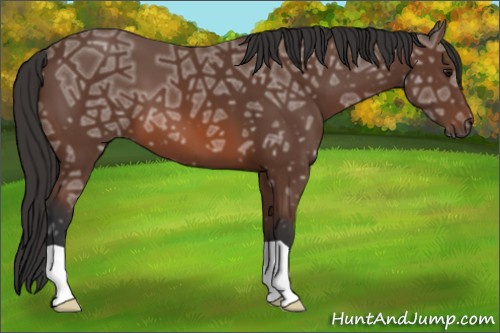 Horse Color: Bay Ice 