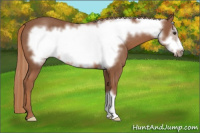 Horse Color:Liver Chestnut Frame 