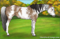 Horse Color:Gray White Spotted Bay Roan Dun Splash 