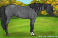 Horse Color:Blue Roan 