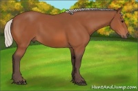 Horse Color:Silver Bay 