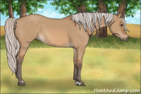 Horse Color:Silver Bay Dun 