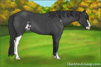Horse Color:Blue Roan Sabino