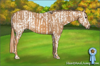 Horse Color:Grullo Roan Splash Tobiano Appaloosa  Brindle