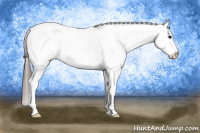Horse Color:White Spotted Black Blanket 