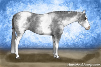 Horse Color:White Spotted Black Splash Appaloosa 