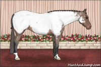 Horse Color:Bay Roan Snowcap Rabicano 