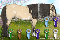 Horse Color:White Spotted Buckskin Dun Sabino