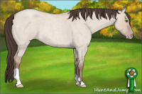 Horse Color:Classic Champagne Roan Dun