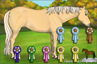 Horse Color:Palomino Rabicano