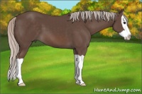 Horse Color:Silver Black Splash