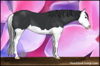 Horse Color:Black Splash