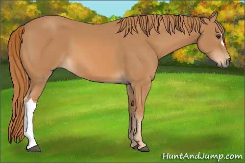 Horse Color: Unknown 