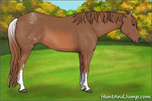 Horse Color: White Spotted Chestnut 
