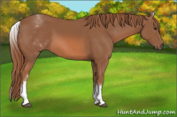 Horse Color:White Spotted Chestnut 