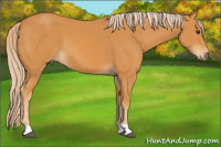 Horse Color:Chocolate Palomino 