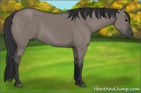Horse Color:Brown Dun