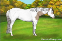Horse Color:Sable Champagne Roan Splash Tobiano Frame Rabicano 