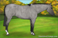 Horse Color:Grullo Roan Tobiano