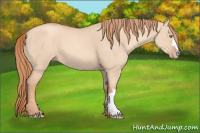 Horse Color:Gold Champagne Dun 