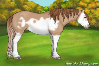 Horse Color:Red Dun Splash Frame