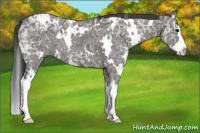 Horse Color:White Spotted Grullo Ice Splash 