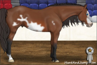 Horse Color:Bay Frame 