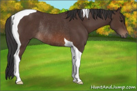 Horse Color:Brown Tobiano Rabicano