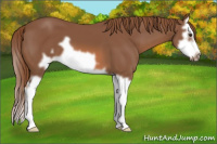 Horse Color:Liver Chestnut Splash Frame